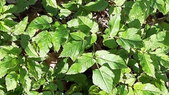 Aegopodium podagraria