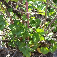 Ribes tortuosum