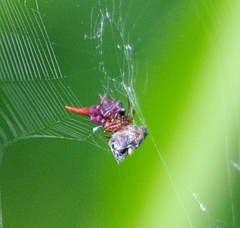 Gasteracantha versicolor