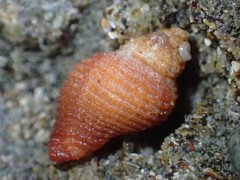 Ocenebrinae