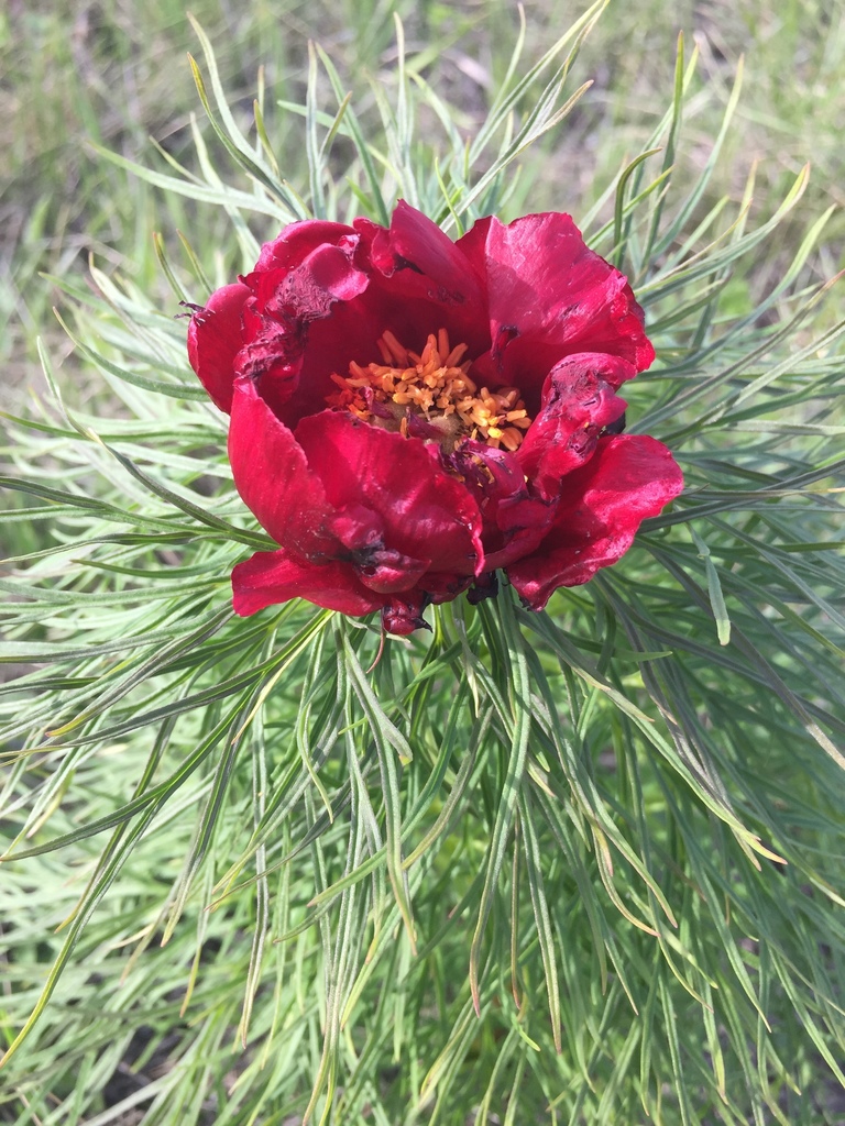 Paeonia tenuifolia, Россошанский р-н, Воронежская обл., Россия