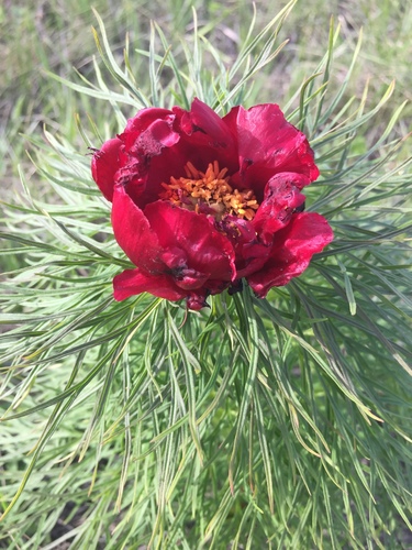 Paeonia tenuifolia