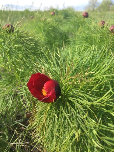 Paeonia tenuifolia