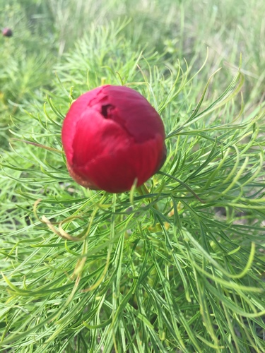 Paeonia tenuifolia