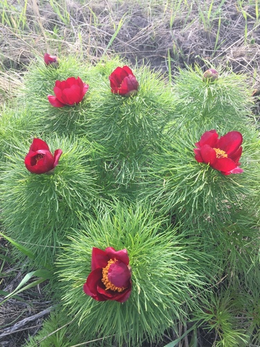 Paeonia tenuifolia