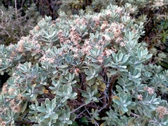 Olearia moschata