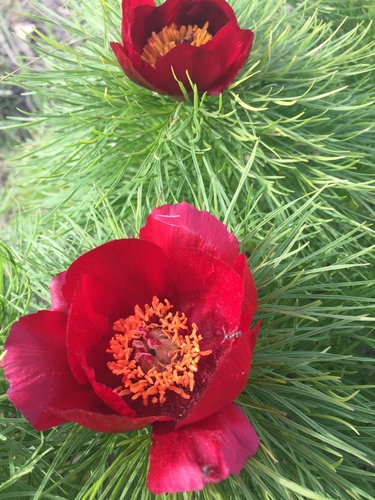 Paeonia tenuifolia