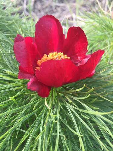 Paeonia tenuifolia