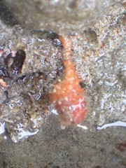 Boltenia villosa