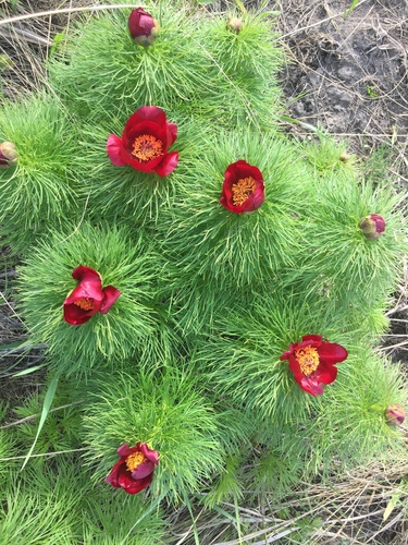 Paeonia tenuifolia
