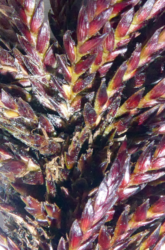 Bauerago gardneri image