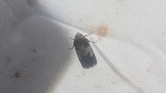 Bryolymnia marginata