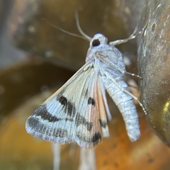 Drasteria ingeniculata