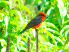 Pyrocephalus rubinus