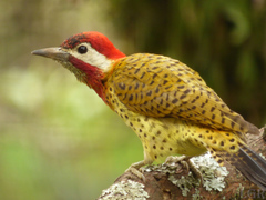 Spot-Breasted Woodpecker photo 2