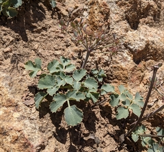 Lomatium repostum