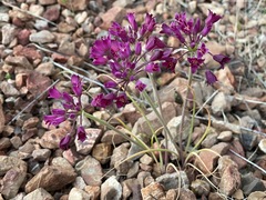 Allium crispum
