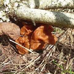 Gyromitra gigas