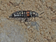 Aleochara bipustulata