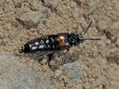 Aleochara bipustulata