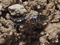 Aleochara bipustulata