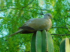Streptopelia decaocto