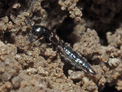 Aleochara bipustulata