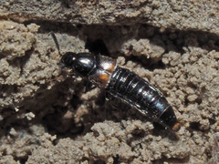 Aleochara bipustulata