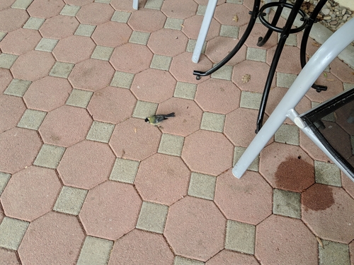 sýkorka veľká (Parus major)