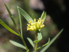 Pimelea neoanglica