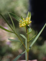 Pimelea neoanglica