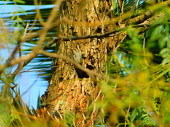 Cynanthus latirostris