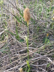 Carex hirta