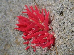 Cribrinopsis albopunctata