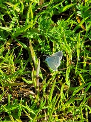 Cupido amyntula