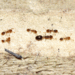 Monomorium fieldi