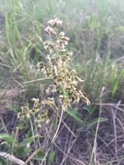 Anthoxanthum repens