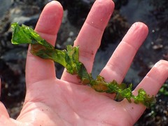 Ulva taeniata