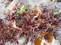 Ahnfeltiopsis linearis