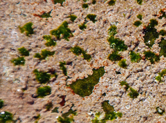 Leptophytum acervatum