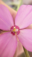 Clarkia lassenensis