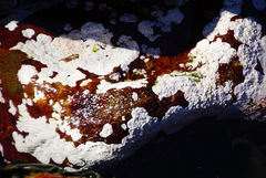 Leptophytum acervatum
