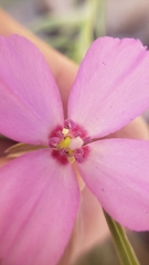 Clarkia lassenensis