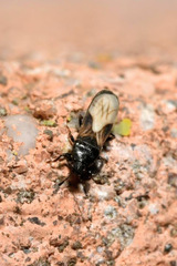 Dimorphopterus spinolae