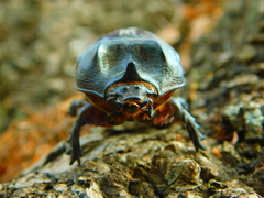 Strategus aloeus