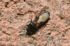 Dimorphopterus spinolae