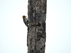 Melanerpes aurifrons