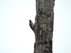 Melanerpes aurifrons