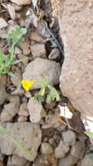 Erythranthe pulsiferae