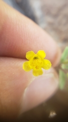 Erythranthe pulsiferae